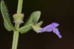 Small skullcap